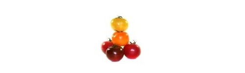 Pomidor szklarniowy- innowacje